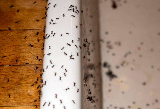 Best Best Pest Control Companies  in Follansbee, WV