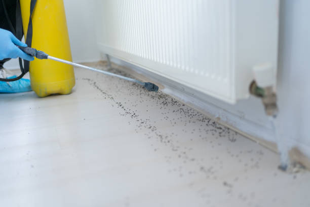 Best Mosquito Control Services  in Follansbee, WV